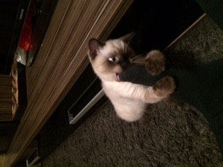 Жизнь домашнего приюта для котеек 107