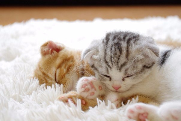 Коты и Кошки