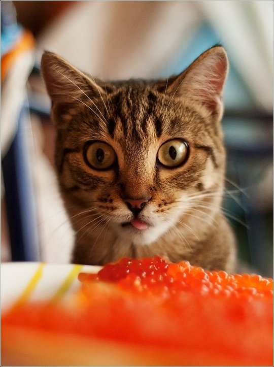 Коты и Кошки