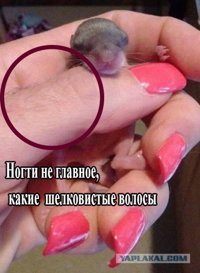 Сахарная сумчатая летяга