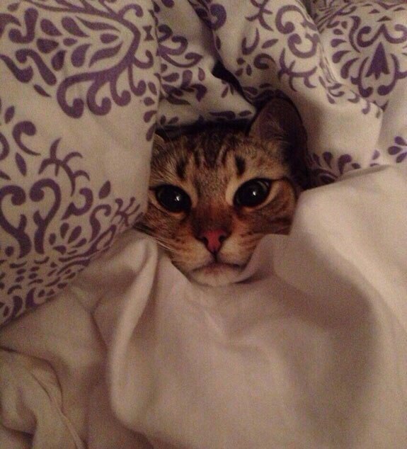 Коты и Кошки