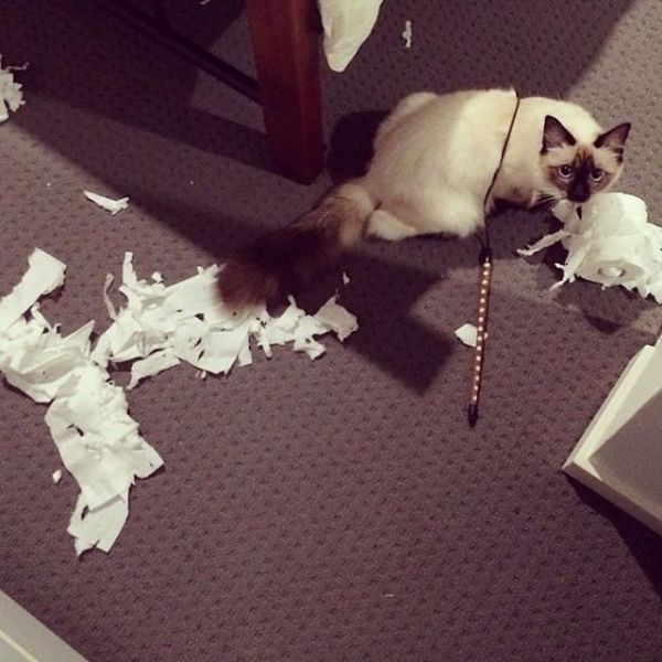 Коты и Кошки