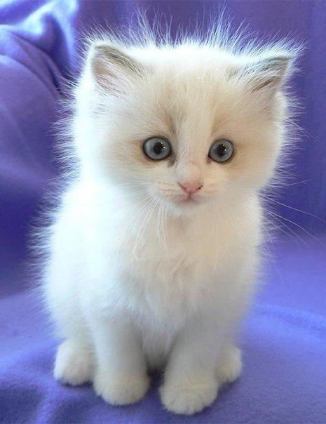 Фотобомбы котов