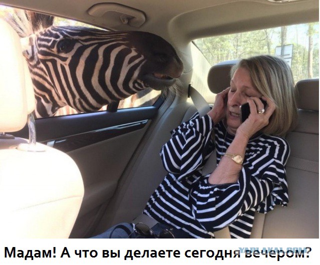 Подборка интересных и веселых картинок