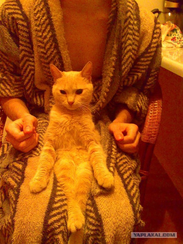 Ура, котовторник! (01.07.2008)