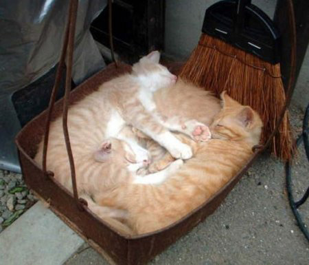 Котовторник на ЯПлакалъ
