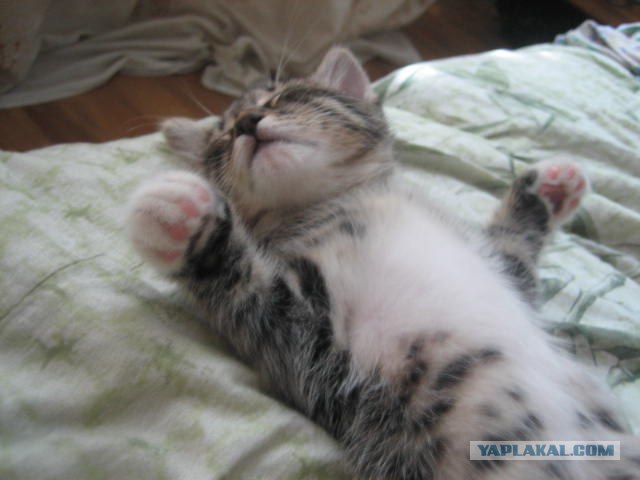 Ура, котовторник!