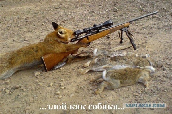 Отстрел грызунов-вредителей на полях