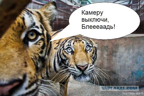 Тигриная ферма в Тайланде