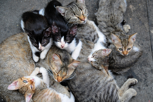 Котовторник 15.02.2011