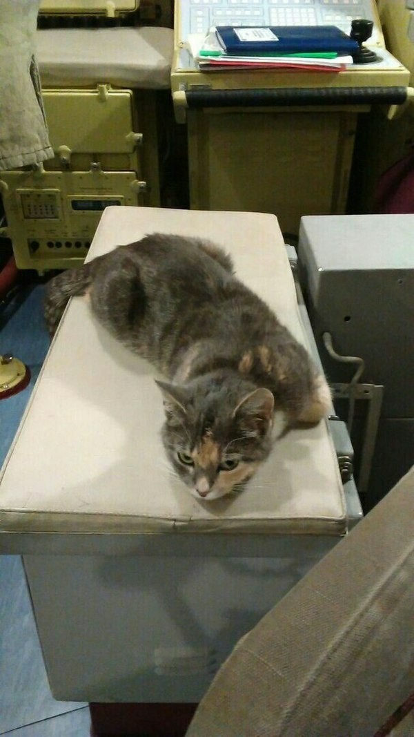 Прикольных котов пост
