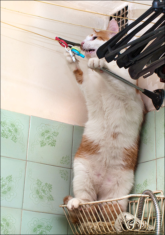 Котовторник!