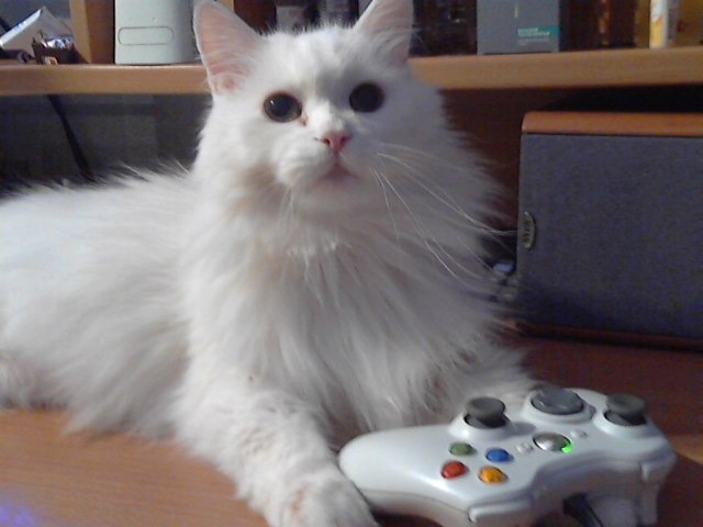 Котяка играка