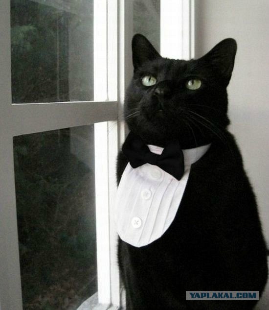 Десантный котовторник