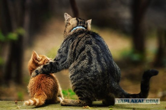 Котовторник: Кошки и ягнёнок
