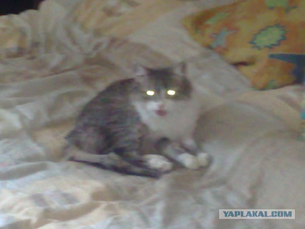 Профессиональный котовторник