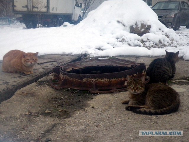 Котовторник 27.12.11