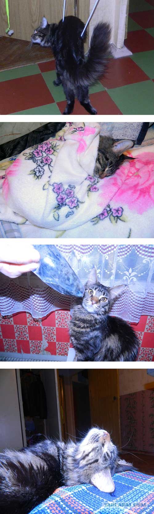 Котовторник (10.01.2012)