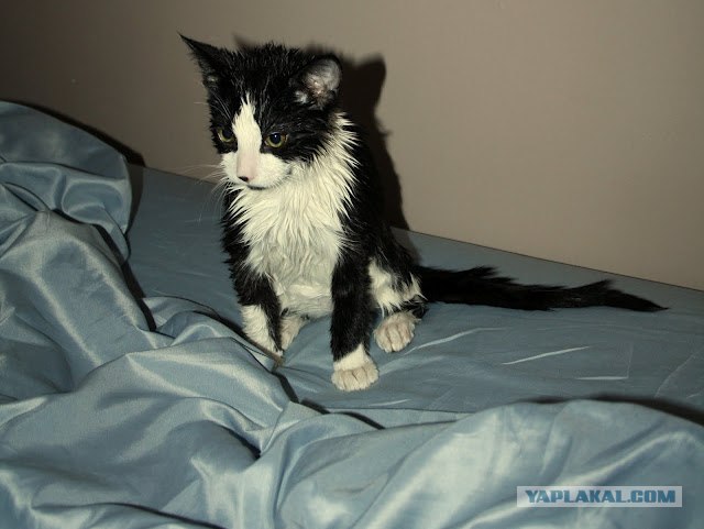 Котовторник! 13.03.2012