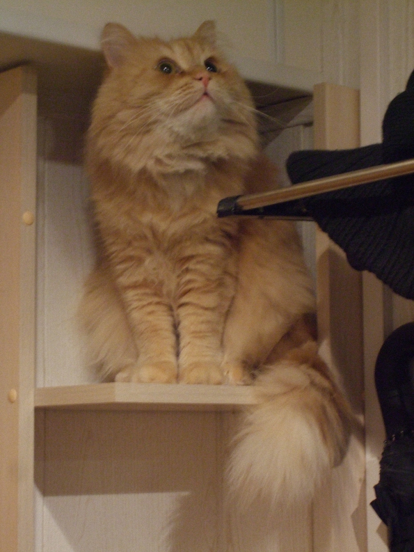 Котовторник 1 мая 2012