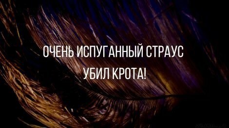 Анекдоты, соц-сети, истории и картинки с надписями
