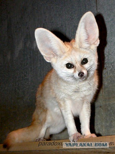 Аватары на заказ