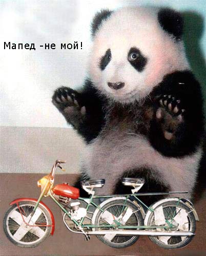 Фотожаба: Панда спалился!