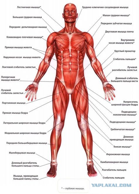 Ли Джин "Ноль процентов жира"!