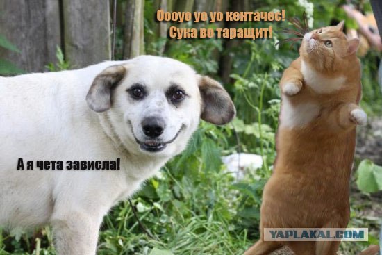 Фотожаба: Собака-улыбака