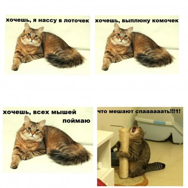 Котовторник 20.10.20