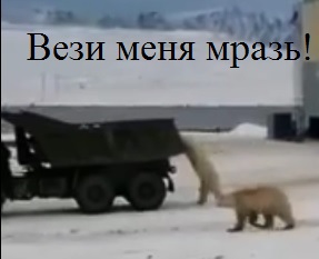 Белые медведи попытались угнать КамАЗ в Якутии