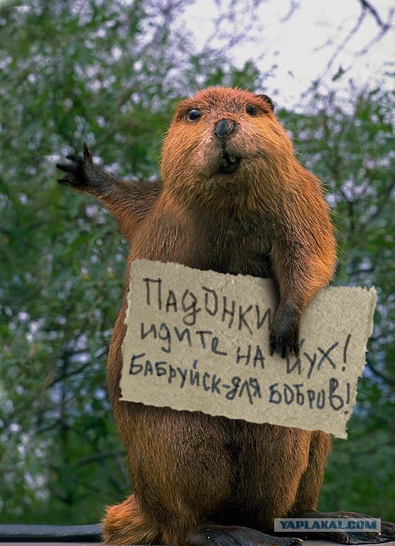30 секунд из жизни устроителей запруд