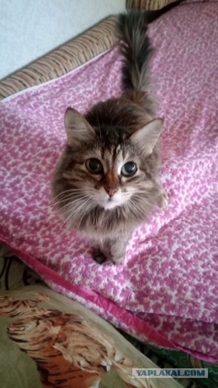 Новая хозяйка (к котовторнику)