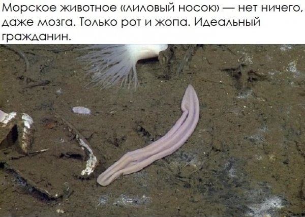 Весёлый полтишок 08.11.22