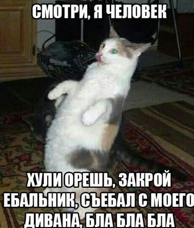 Жестокое убийство котика!