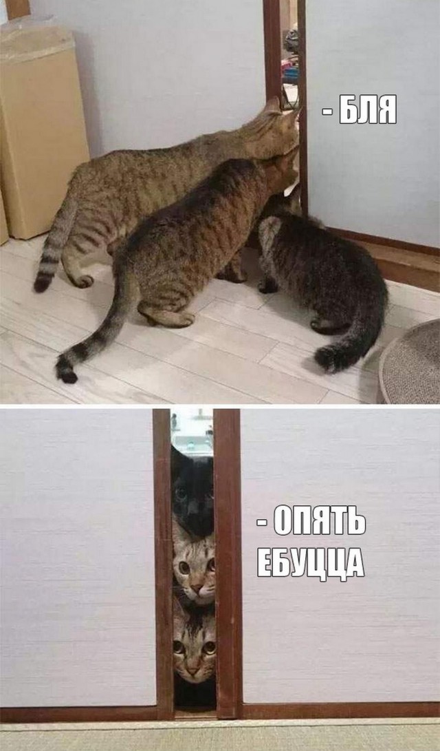 Картинки и мемы для настроения - 187