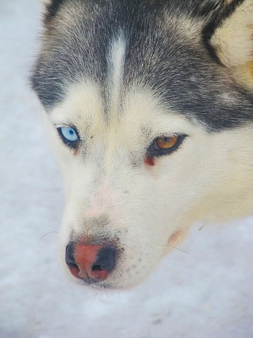 Весна чё. )))  Карасёв что такое мышковать?