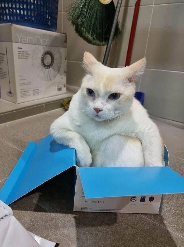 Кошачьи выкрутасы