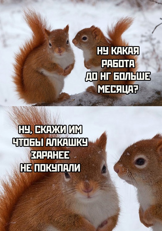 Весёлый полтишок 19.11.23
