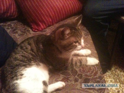 Котовторник 04.06.2013