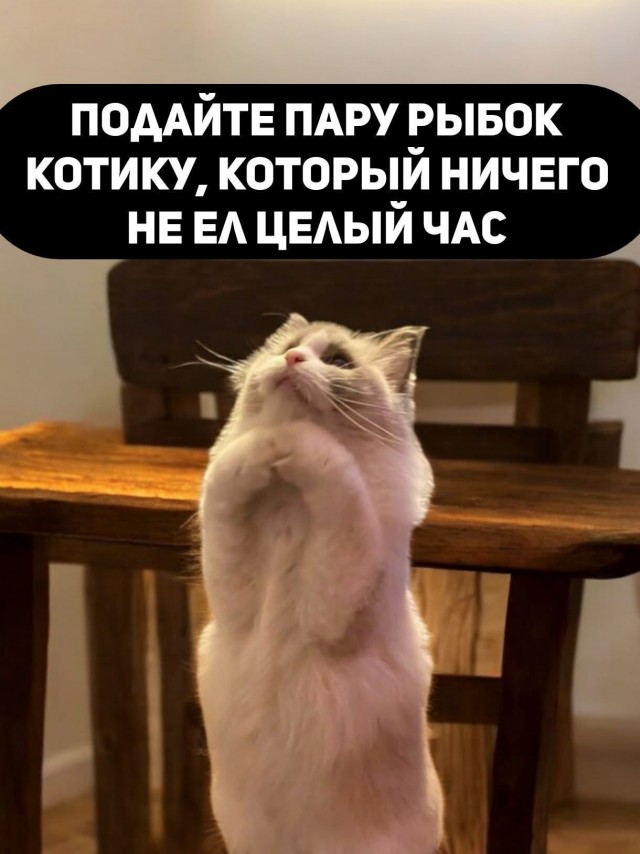 К котовторнику: подборка картинок-баянов с котиками и про котиков. Выпуск 3.