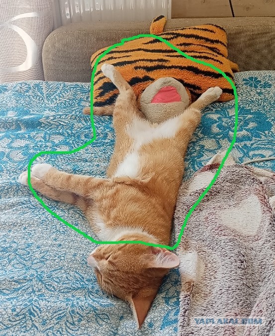 Дурацких фото котов тред