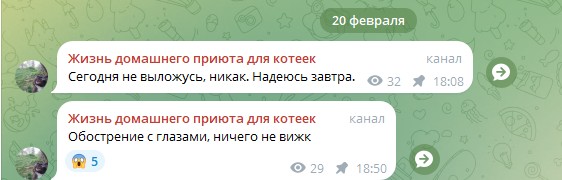 Жизнь домашнего приюта для котеек 572