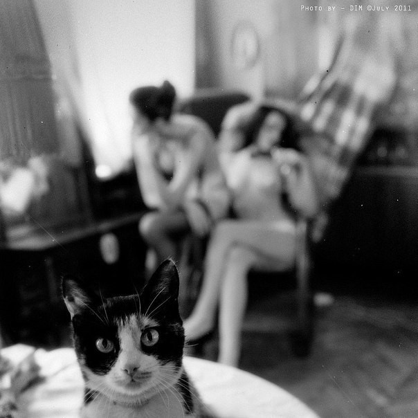 Возлюби кота ближнего своего