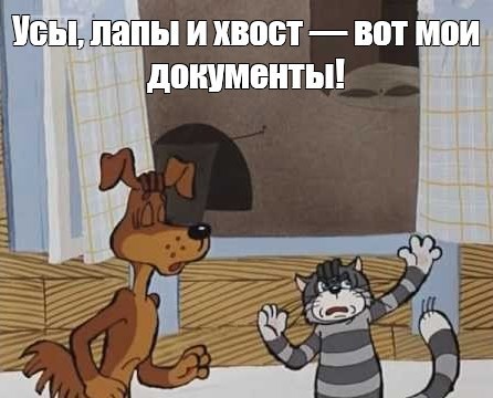 Котам в Казахстане начали выдавать паспорта