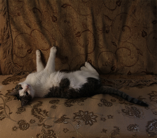 Котовторник 17.09.2013