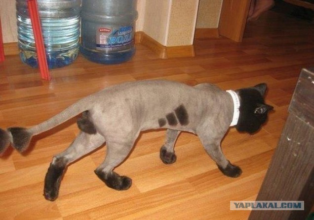 Дерзкие и брутальные