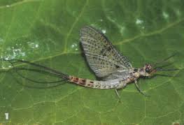Профессор из университета сфотографировал эльфов!