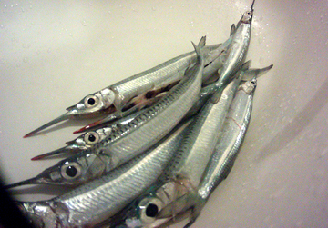 Решено!...на рыбалку..!