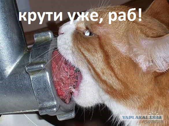 Немного смешных картинок из сети
